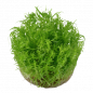 Preview: Pogostemon deccanensis, Indische Sternpflanze - Tropica 1-2-Grow, ohne Becher.