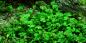 Preview: Marsilea hirsuta, Zwergkleefarn - Tropica 1-2-Grow, im Aquarium.