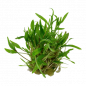 Preview: Cryptocoryne wendtii "Green", grüner Wasserkelch - Tropica 1-2-Grow, ohne Verpackung.