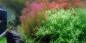 Preview: Rotala walichii, Feinblättrige Rotala - Tropica 1-2-Grow, unter Wasser eingepflanzt.