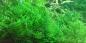 Preview: Taxiphyllum alternans 'Taiwanmoos' - Tropica 1-2-Grow, unter Wasser.