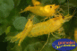Preview: Yellow King Kong Caridina logemani im Aquarium