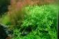 Preview: Rotala rotundifolia "Green" - Tropica 1-2-Grow, im Aquarium.