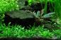Preview: Cryptocoryne parva - Tropica 1-​2-​Grow im Aquarium.