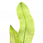 Preview: Gitterpflanze - Aponogeton madagascariensis, Nahaufnahme der Blätter.