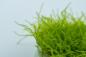 Preview: Leptodictyum riparium - Tropica 1-​2-Grow, eine Nahaufnahme.