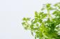 Preview: Hottonia palustris - Wasserfeder - Tropica 1-2-Grow, in der Nahaufnahme.