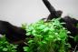 Preview: Lobelia cardinalis 'Mini' - Tropica 1-2-Grow, im Aquarium.