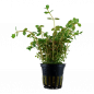 Preview: Rundblättrige Rotala - Rotala rotundifolia, im Topf.