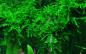 Preview: Vesicularia ferriei "Weeping" - Tropica 1-2-Grow, unter Wasser.