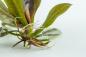 Preview: Echinodorus 'Reni' - Tropica 1-​2-​Grow, mit Wurzel.