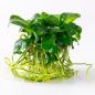 Preview: Anubias barteri var. nana - Zwergspeerblatt - Tropica 1-​2-Grow, ohne Verpackung.