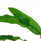Preview: Cryptocoryne wendtii "Green", grüner Wasserkelch - Tropica 1-2-Grow, einzelne Blätter.