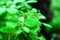 Preview: Lobelia cardinalis 'Mini' - Tropica 1-2-Grow, Nahaufnahme im Aquarium