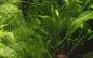 Preview: Gitterpflanze - Aponogeton madagascariensis, im Aquarium.