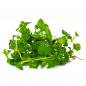 Preview: Hygrophila serpyllum - Tropica 1-2-Grow, ohne Becher.