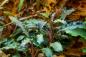 Preview: Bucephalandra 'Kedagang' - Tropica 1-2-Grow, im Aquarium.