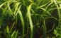 Preview: Cryptocoryne crispatula - Tropica 1-​2-​Grow gut angewachsen im Aquarium.