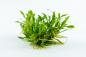 Preview: Cryptocoryne parva - Tropica 1-​2-​Grow, ohne Becher.