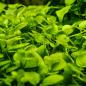 Preview: Hygrophila serpyllum - Tropica 1-2-Grow, unter Wasser.