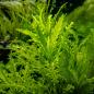 Preview: Hygrophila odora - Tropica 1-​2-Grow, im Aquarium.
