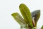 Preview: Echinodorus 'Reni' - Tropica 1-​2-​Grow, in der Nahaufnahme.