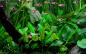 Preview: Cryptocoryne wendtii "Green", grüner Wasserkelch - Tropica 1-2-Grow, im Aquarium.