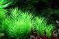 Preview: Pogostemon deccanensis, Indische Sternpflanze - Tropica 1-2-Grow, im Aquarium.