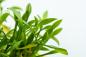 Preview: Cryptocoryne parva - Tropica 1-​2-​Grow, in der Nahaufnahme.