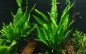 Preview: Schmalblättriger Javafarn - Microsorum pteropus 'Narrow', im Aquarium.