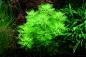 Preview: Hottonia palustris - Wasserfeder - Tropica 1-2-Grow, im Aquarium.