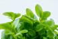 Preview: Lobelia cardinalis 'Mini' - Tropica 1-2-Grow, in der Nahaufnahme.