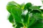 Preview: Anubias barteri var. nana - Zwergspeerblatt - Tropica 1-​2-Grow, in der Nahaufnahme.