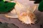 Preview: Goldener Antennenwels - L 144 - Ancistrus sp. albino Männchen mit ausgeprägtem Geweih