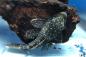 Preview: gepunkteter Antennenwels (Ancistrus patronus) im Aquarium an einer Wurzel