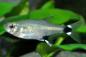 Preview: Augenflecksalmler, Aphyocharax paraguayensis von der Seite im Aquarium