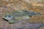 Preview: Prachtflossensauger - Sewellia lineolata, im Aquarium