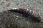 Preview: Bloody Mary Flossensauger (Gastromyzon sp.) im Aquarium auf Stein
