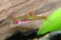 Preview: Goldfleck-Zwergbärbling - Rasbora merah im Aquarium