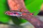 Preview: Goldfleck-Zwergbärbling - Rasbora merah ein sehr schönes Männchen