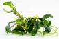 Preview: Bucephalandra pygmaea 'Bukit Kelam' von Tropica im Aquarium