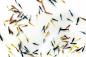 Preview: Ein bunter Mix von Neocaridina
