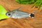 Preview: Sichelfleck-Zwergpanzerwels - Corydoras hastatus auf einer Wurzel