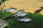Preview: Sichelfleck-Zwergpanzerwels - Corydoras hastatus kleine schwimmende Gruppe