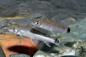 Preview: Schwanzfleck-Algenfresser – Crossocheilus reticulatus, zwei Tiere im Aquarium