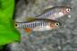 Preview: Querstreifen-Zwergbärbling - Danio erythromicron Paar im Aquarium