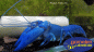 Preview: Blauer Yabby - Cherax destructor Weibchen im Aquarium