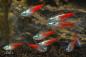 Preview: Neon Tetra Diamant in einer Gruppe im Aquarium