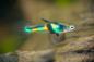Preview: Endler Guppy El Tigre - Poecilia wingei von der Seite aufgenommen