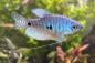 Preview: Blauer Fadenfisch – Trichogaster trichopterus, vor Wasserpflanzen
